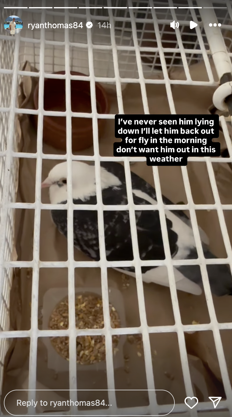Ryan Thomas Instagram Story of bird Dougie