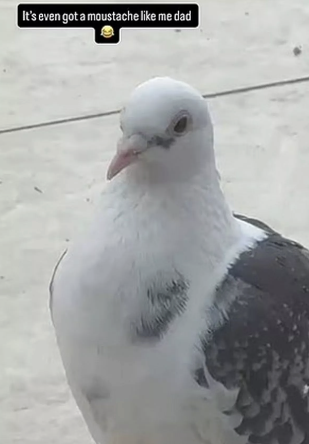 Ryan Thomas Instagram Story