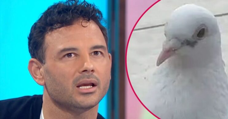 ED comp: Ryan Thomas / bird pigeon Dougie