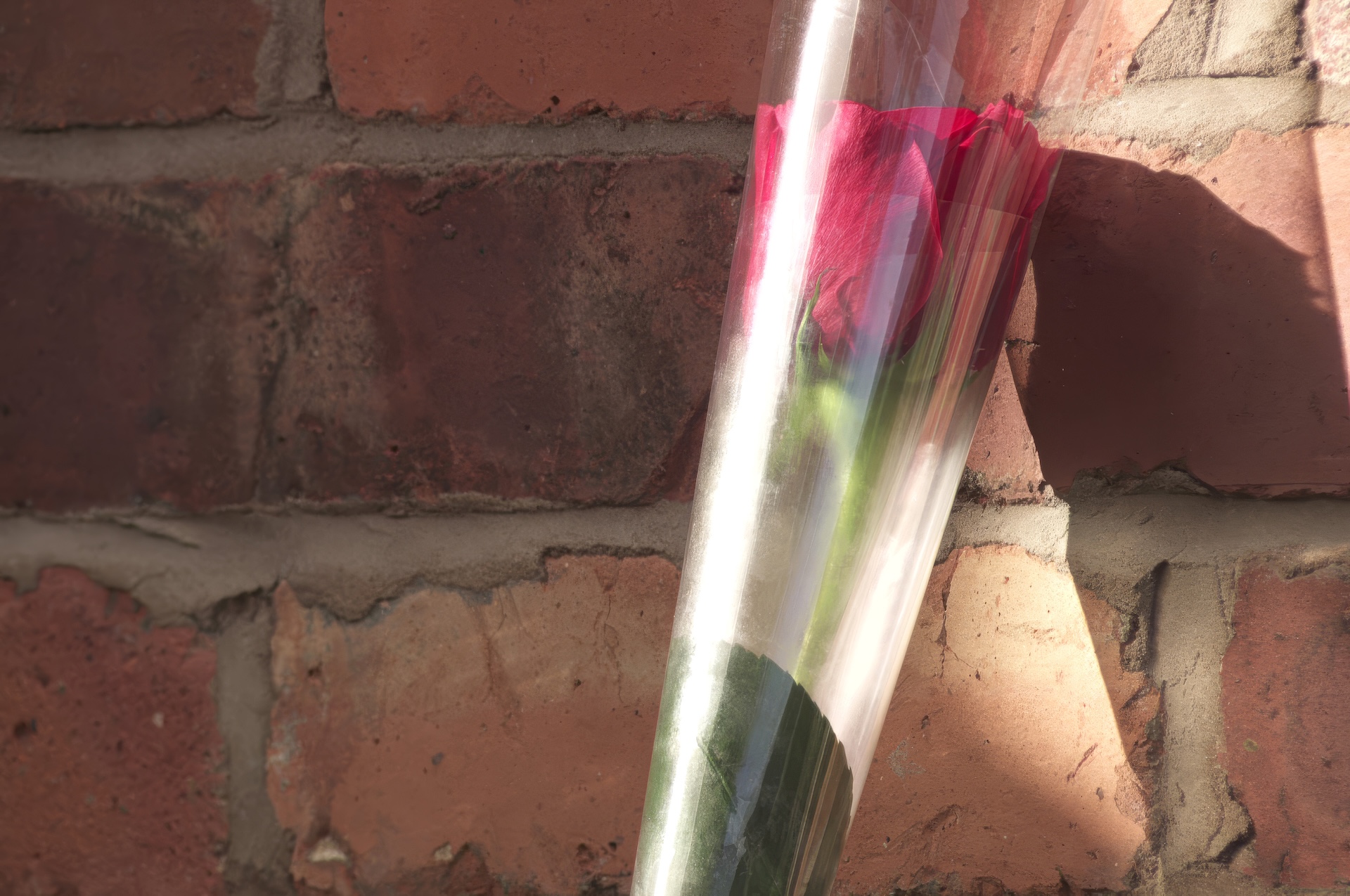 Red rose in Coronation Street spoilers