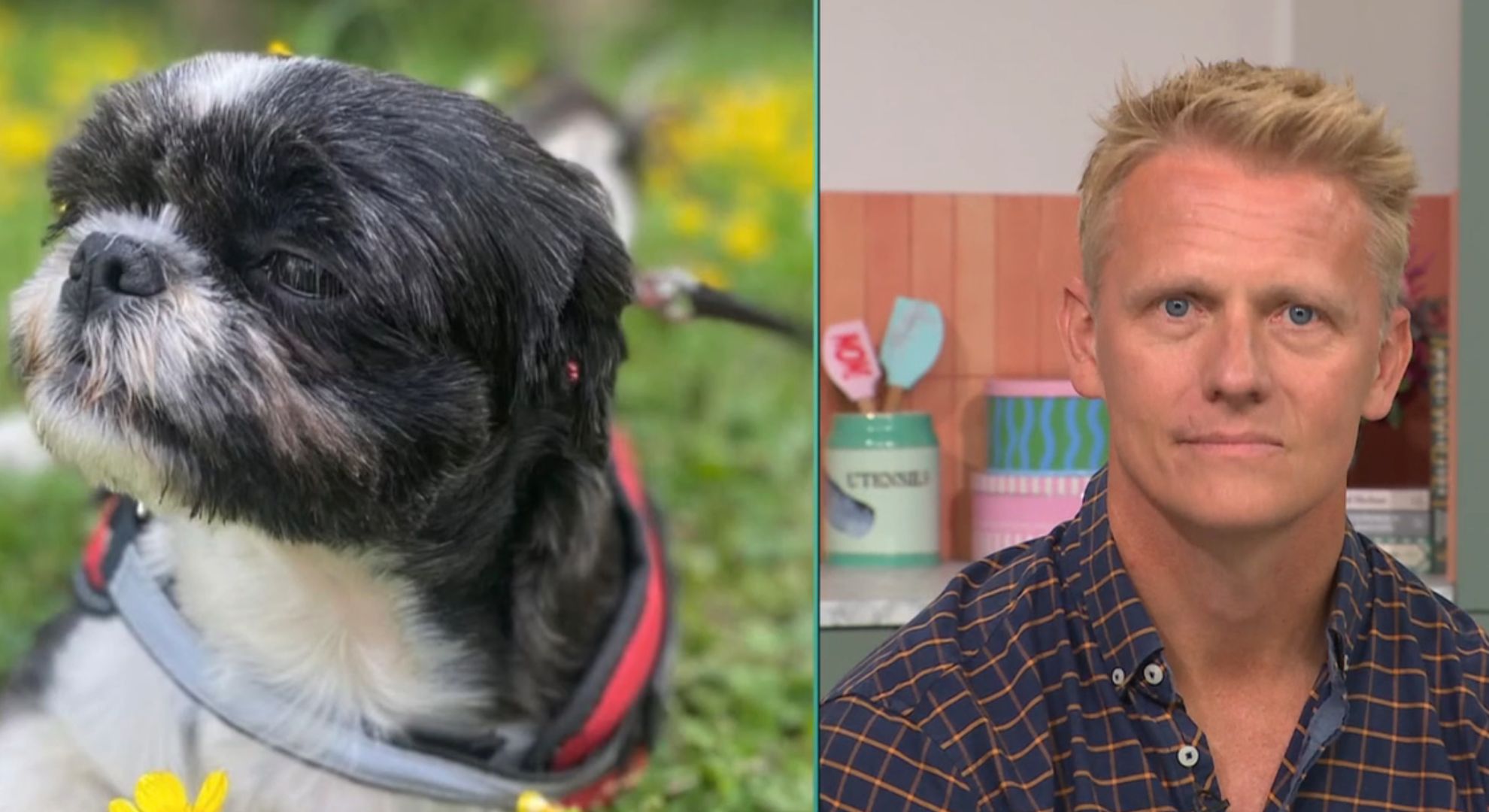 This Morning vet Dr Scott with Shih Tzu