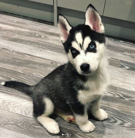 Dan Osborne and Jacqueline Jossa dog Storm