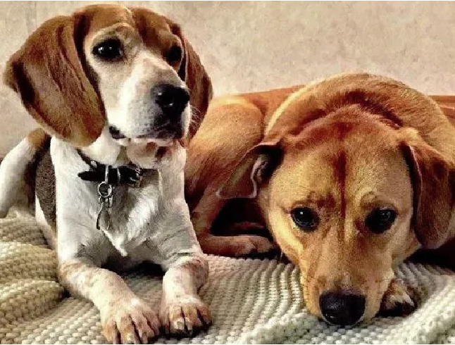 Guy and Bogart