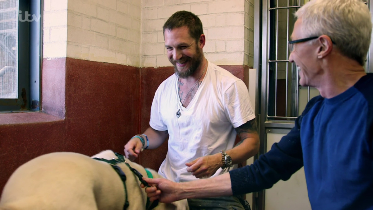 Tom Hardy appears on 'Paul O'Grady: For the Love of Dogs' He tell Paul “I’ve come in for therapy really, for me! It’s here and it’s round the corner and I’ve come to hang out. They let me come in to see the dogs and to give them a cuddle.” Broadcast on ITV1 HD PersonInImage :Tom Hardy,Titch,Paul O'Grady
