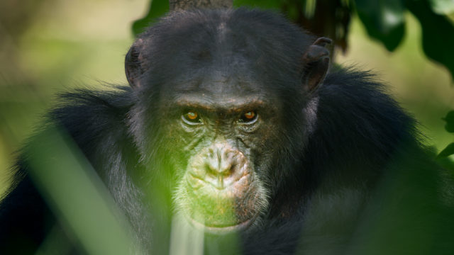 David the chimp Dynasties