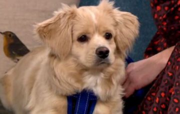 this morning puppy saved from dog meat farm