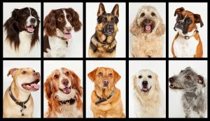 Britain's Top 100 Dogs Live: 2019