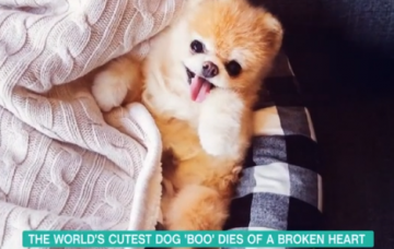 Boo - The World's Cutest Dog - on This Mroning
