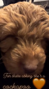 Little Ginger