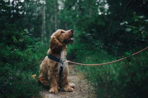Pet dog
