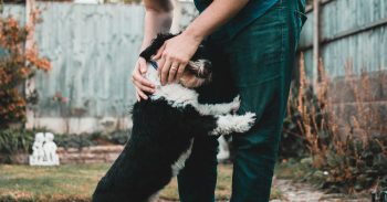 adorable dog