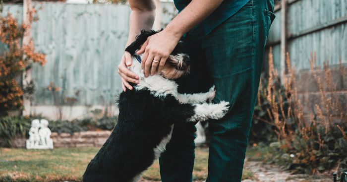 adorable dog