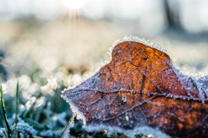 Frost pic