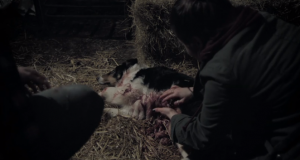15 Days dog shot