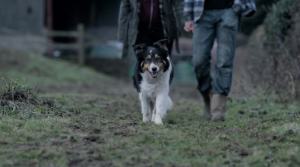 15 Days dog meg