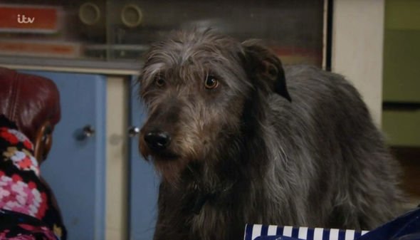 Monty the dog Emmerdale
