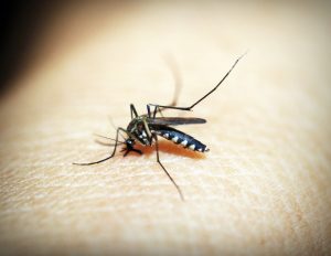 Advice is to cover up and use insect repellent (Credit: Pexels/icon0.com)