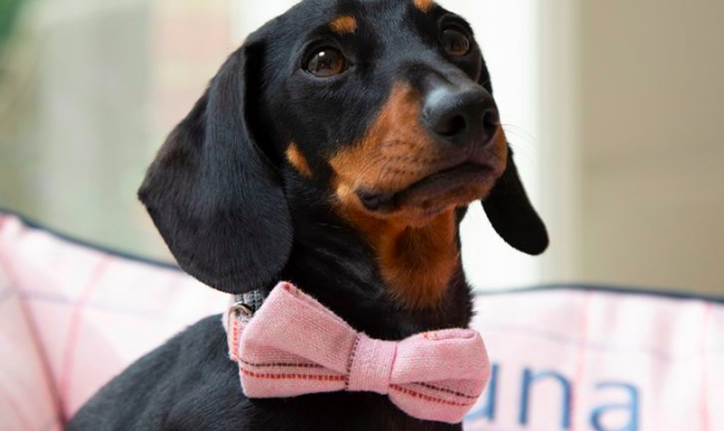 https://www.my1styears.com/personalised-dog-bow-tie.html