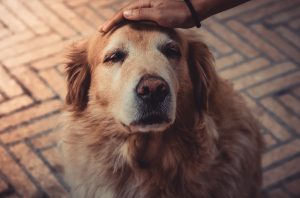 Pet dog