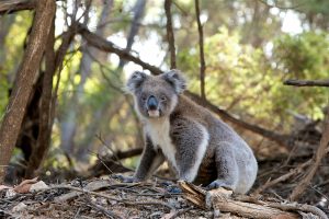 Koala bear Pexel/Pascal Renet