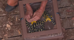 I'm A Celebrity Bushtucker trial 