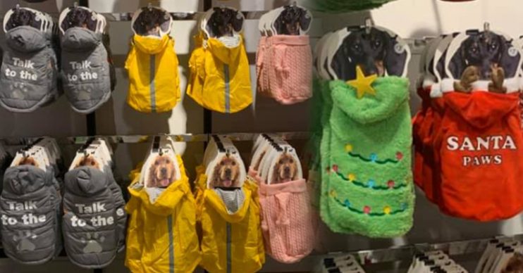 Dog coats