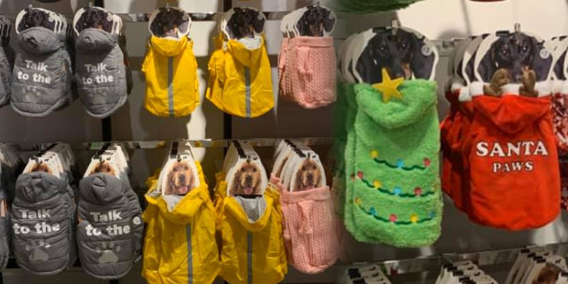 Dog coats