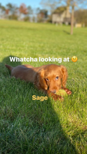 The Beckhams' new dog
