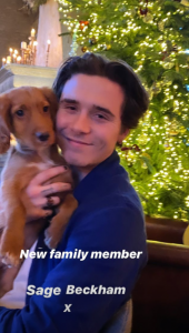 The Beckhams' new dog