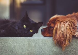 Cat and dog