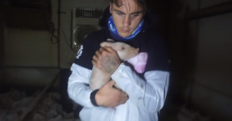 How To Steal Pigs