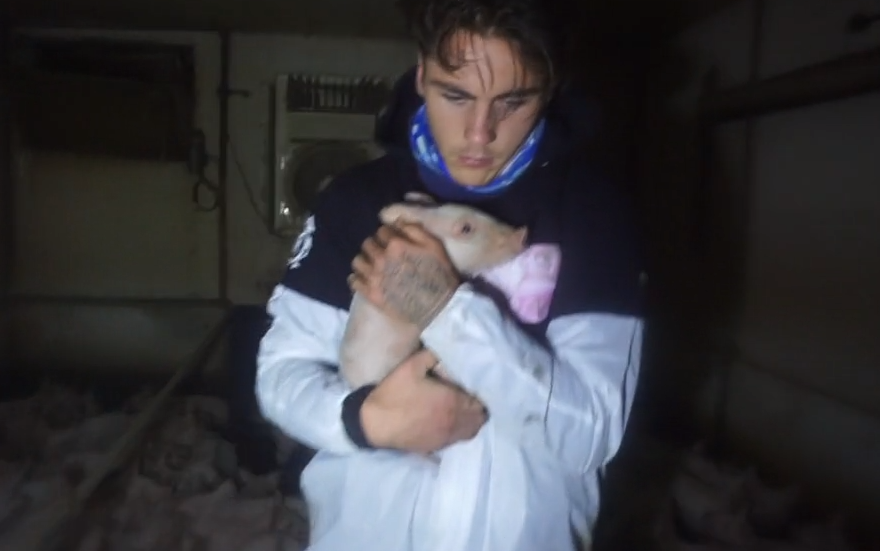 How To Steal Pigs