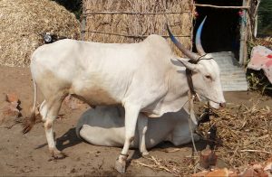 Bullock