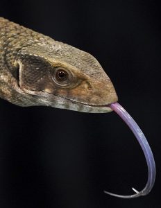 Lizard
