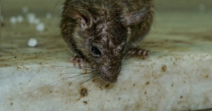 Rats pass hantavirus on to humans