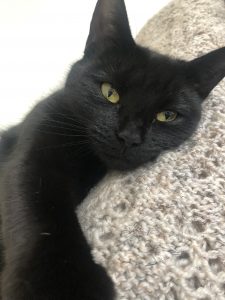 cat
