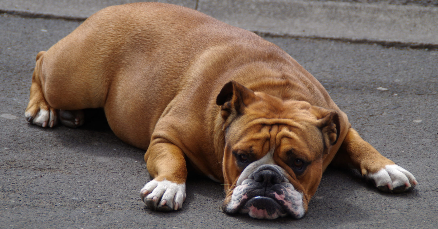 bulldog