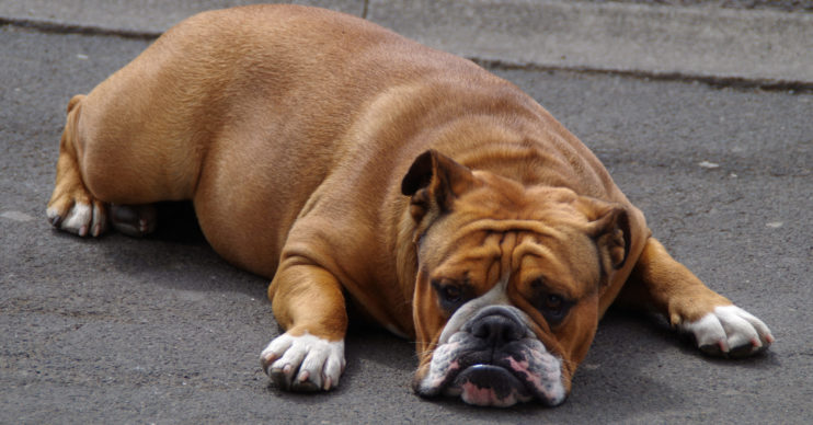 bulldog