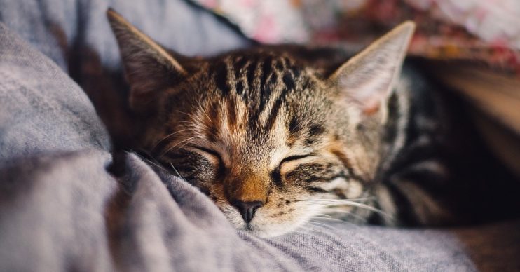 cat