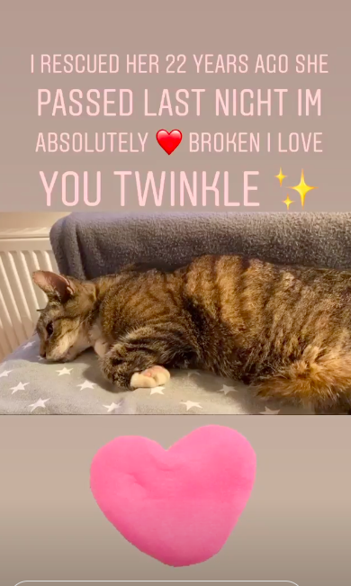 twinkle the cat gemma collins