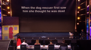 BGT dog