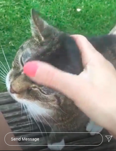 twinkle the cat
