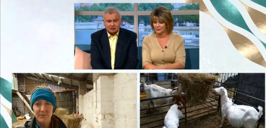 Goats on This Morning credit: ITV