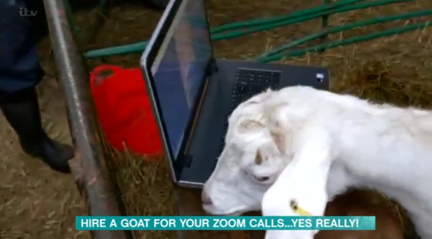 No goat shaming on this show (Credit: ITV)