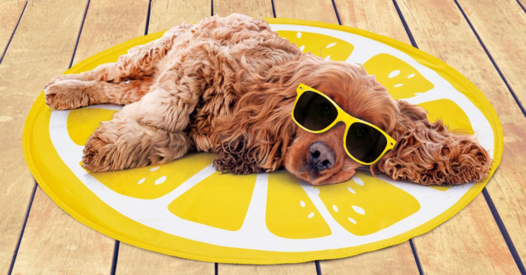 dog