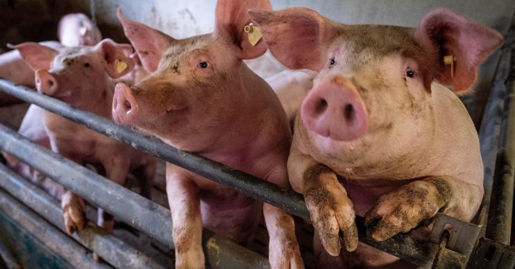 swine flu