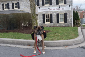 dog delivering wine