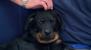 Elvis on Supervet