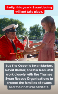royal family swans