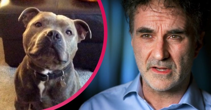 The Supervet, puppy Jasper